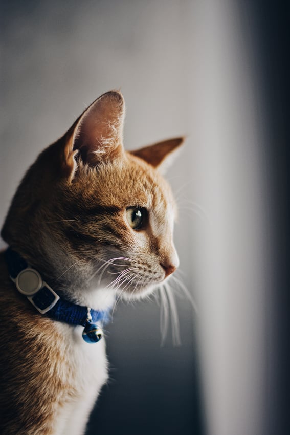 mission-cat-1
