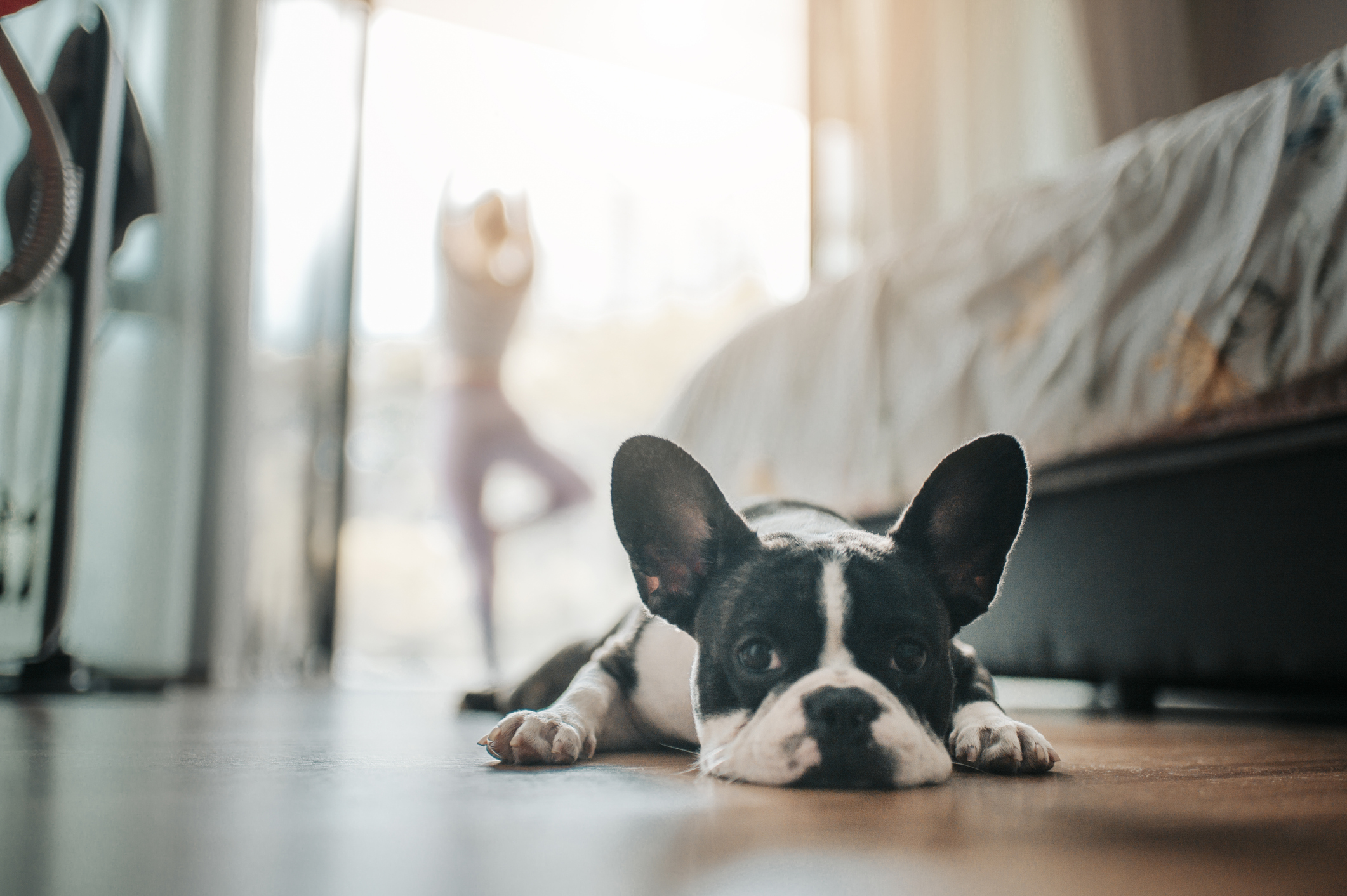 Inside the “Recession-Proof” Industry of Pet Health