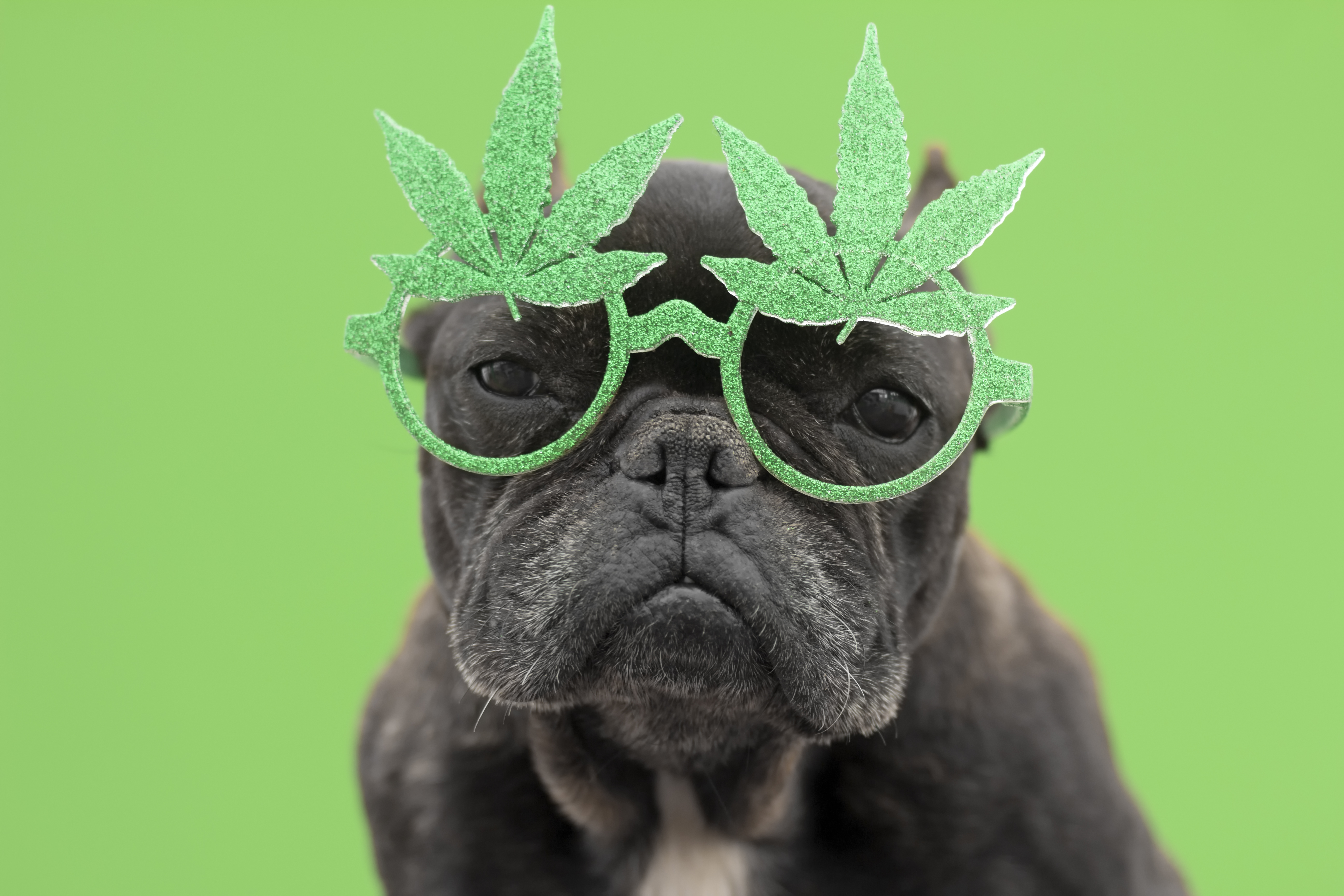 Bringing Difficult Products to Market: Lessons from Cannabis Brands