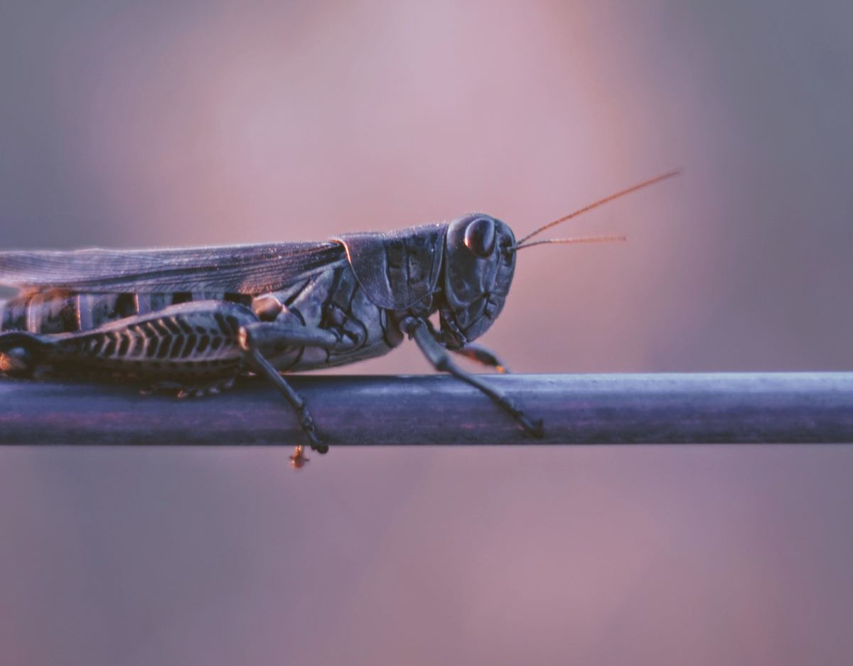 The World of Insect Edibles