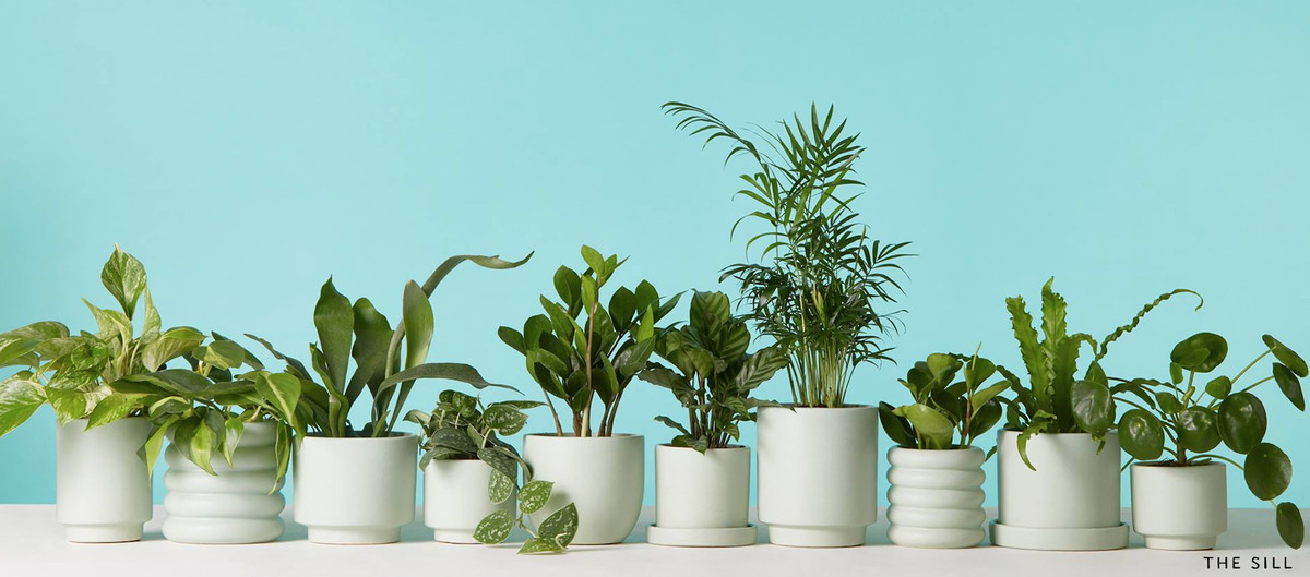 Online Plant Sales are Set to Bloom
